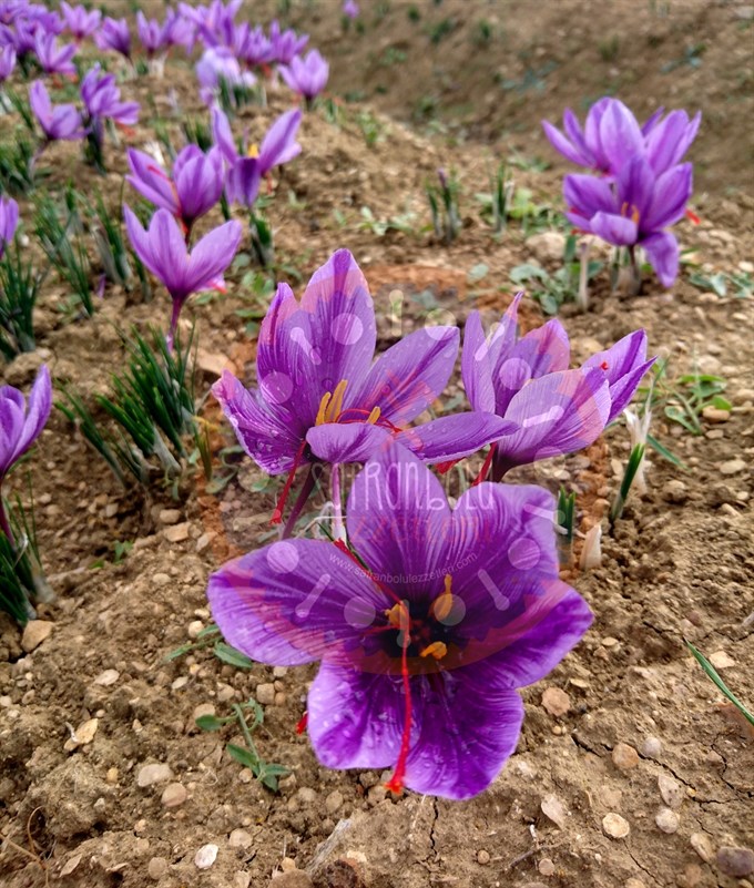 Safran Çiçeği Pekmezi 220 gr